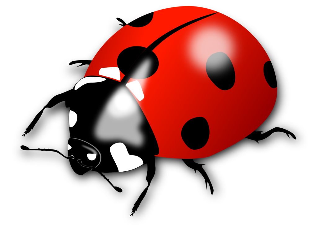 Ladybird Beetle PNG Photo Image