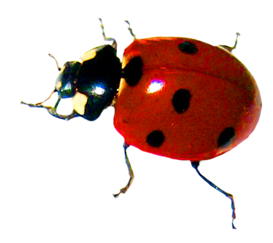 Ladybird Beetle PNG Photos