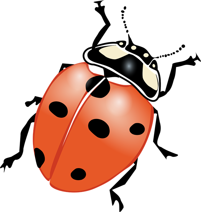 Ladybird Beetle PNG Pic Background