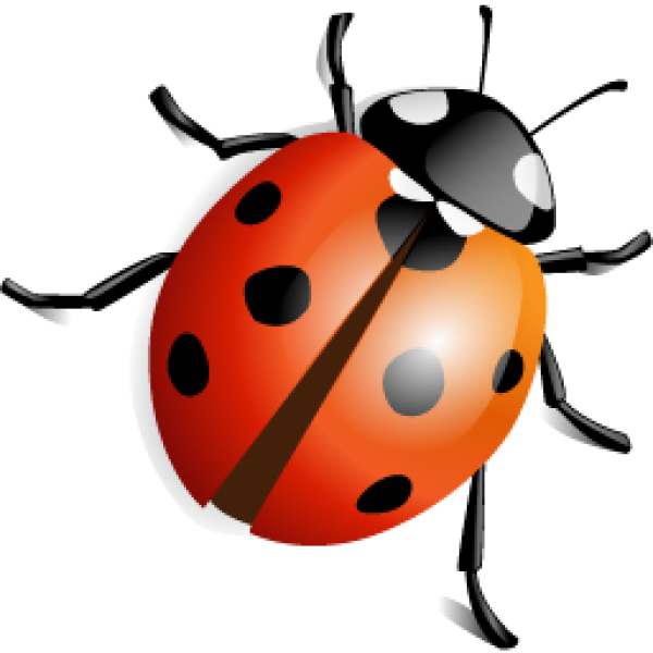 Ladybird Beetle Transparent File