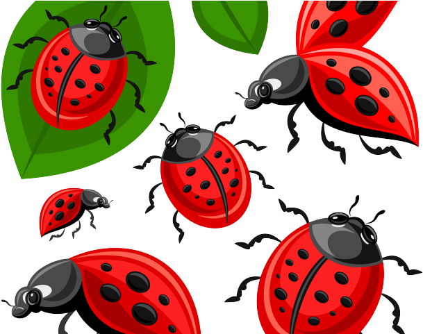 Ladybird Beetle Transparent Free PNG
