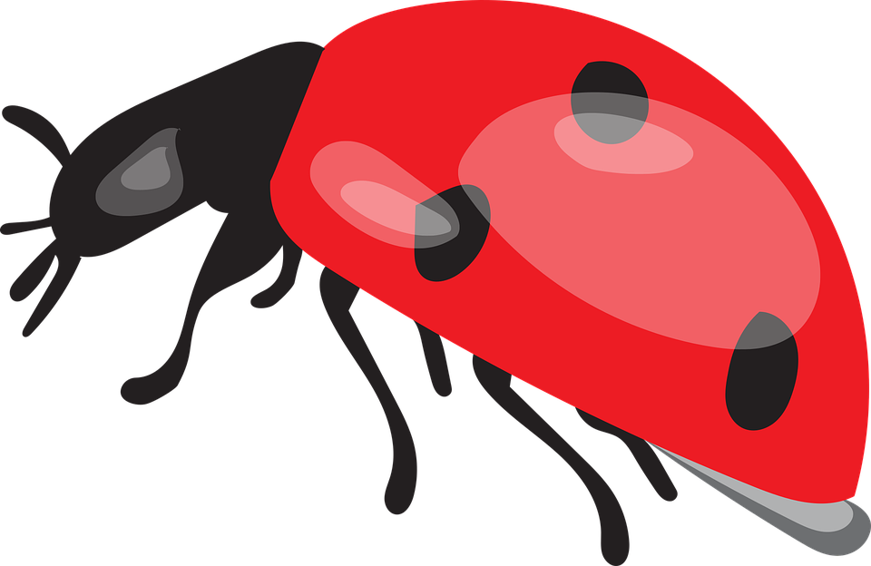 Ladybird Beetle Transparent Image