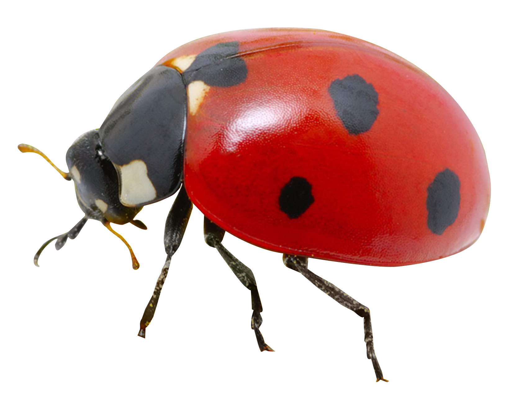 Ladybird Beetle Transparent Images