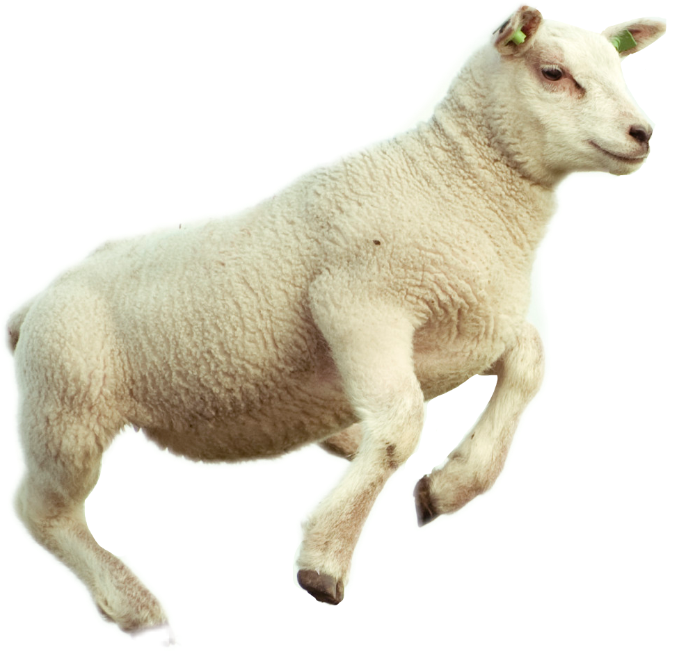 Lamb PNG Clipart Background