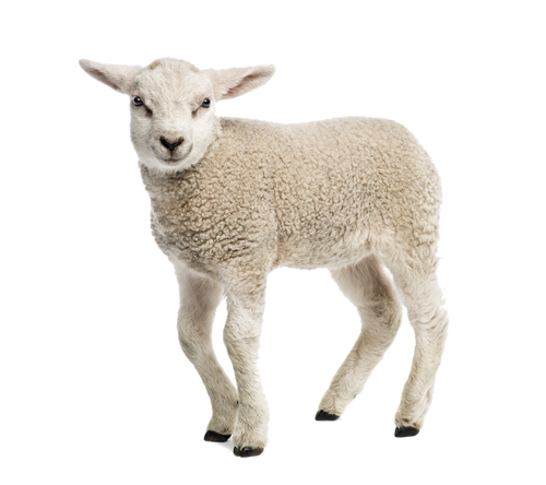 Lamb PNG HD Quality
