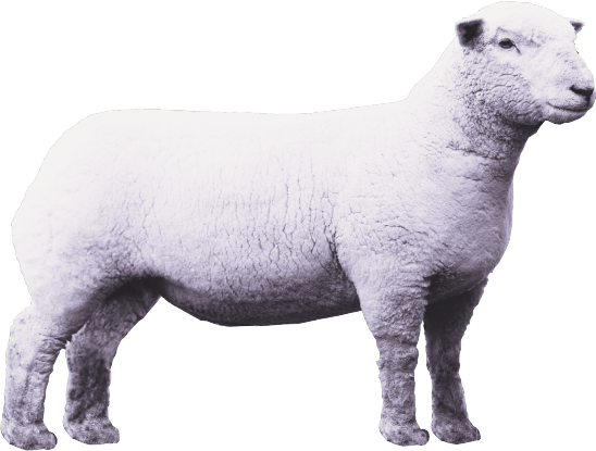 Lamb PNG Photo Image