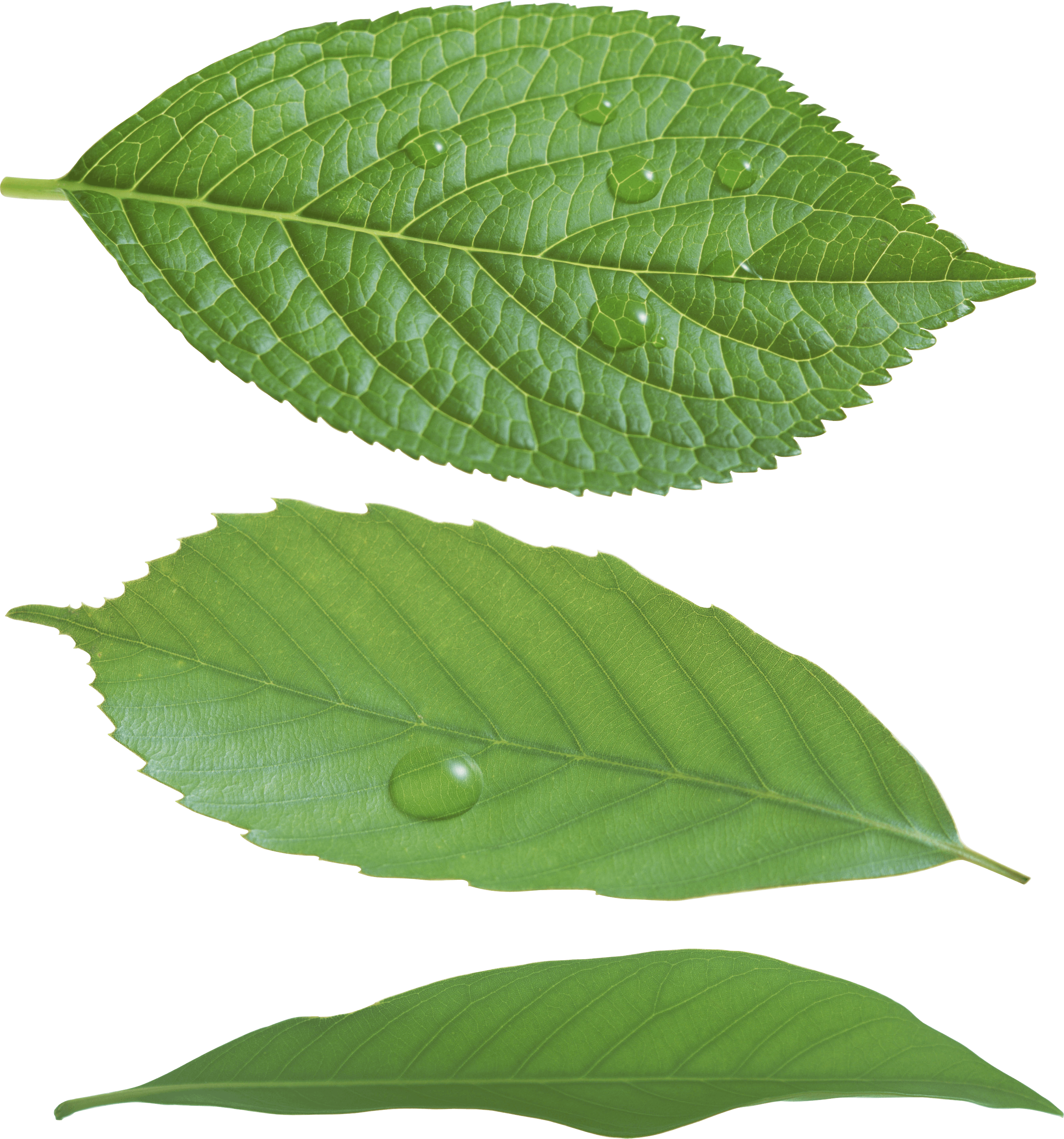 Leaf Free Picture PNG