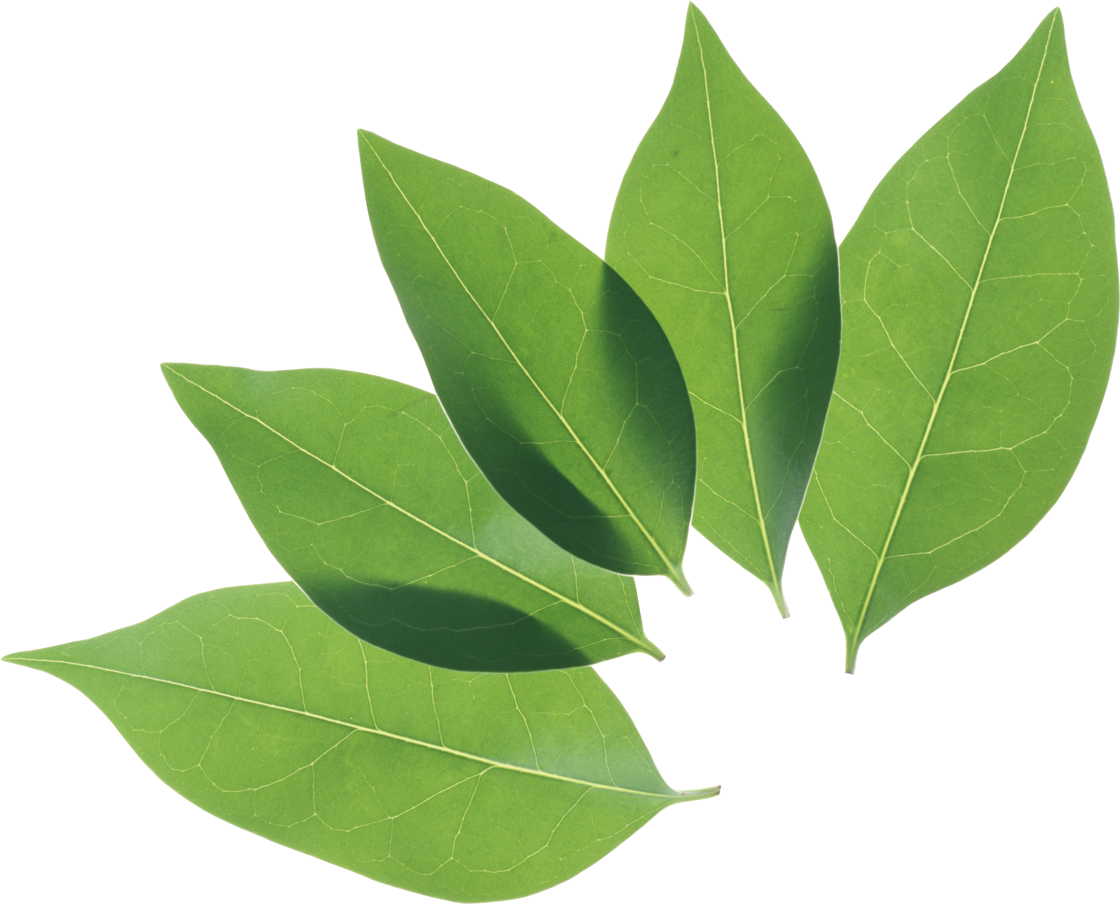 Leaf PNG Clipart Background