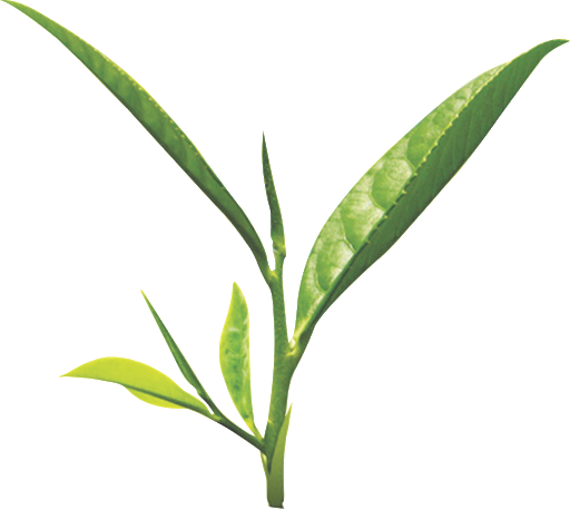 Leaf PNG Photo Image