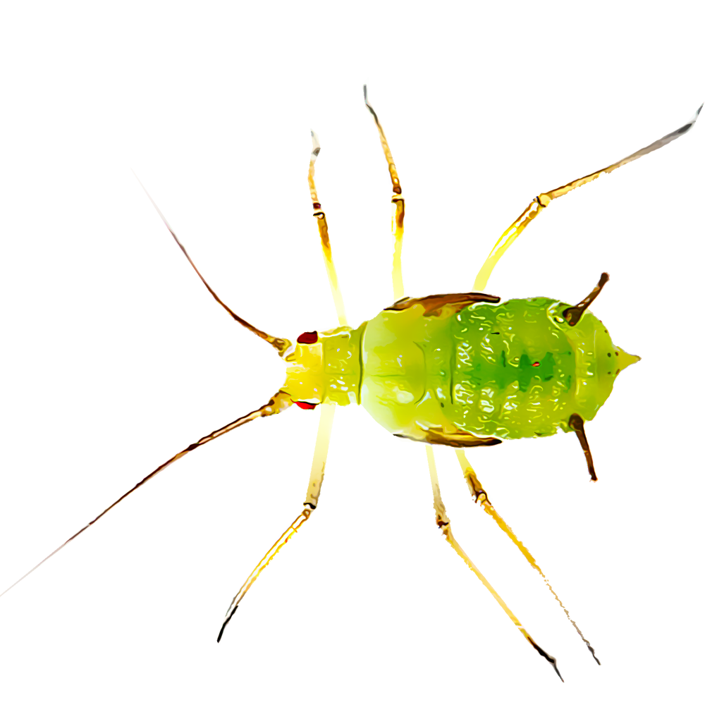 Leafhoppers PNG HD Quality