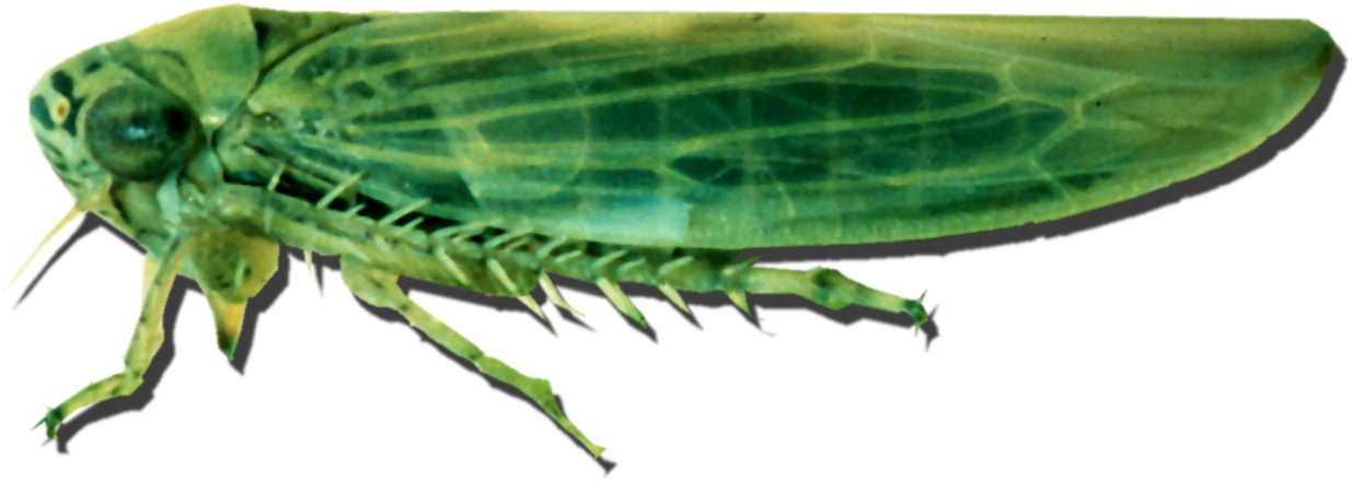 Leafhoppers Transparent Background