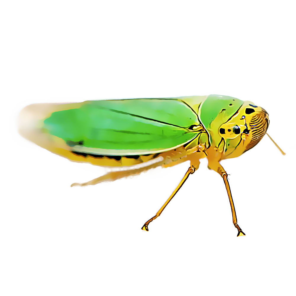 Leafhoppers Transparent File