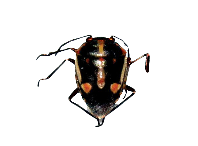 Leafhoppers Transparent PNG