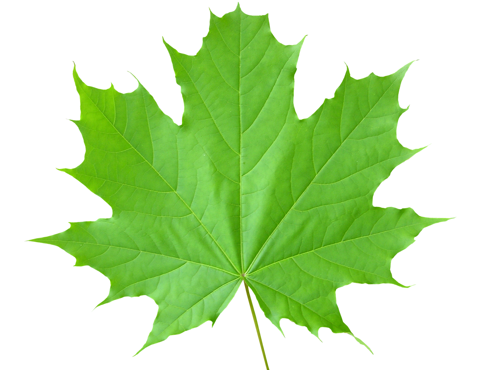 Leaves Background PNG