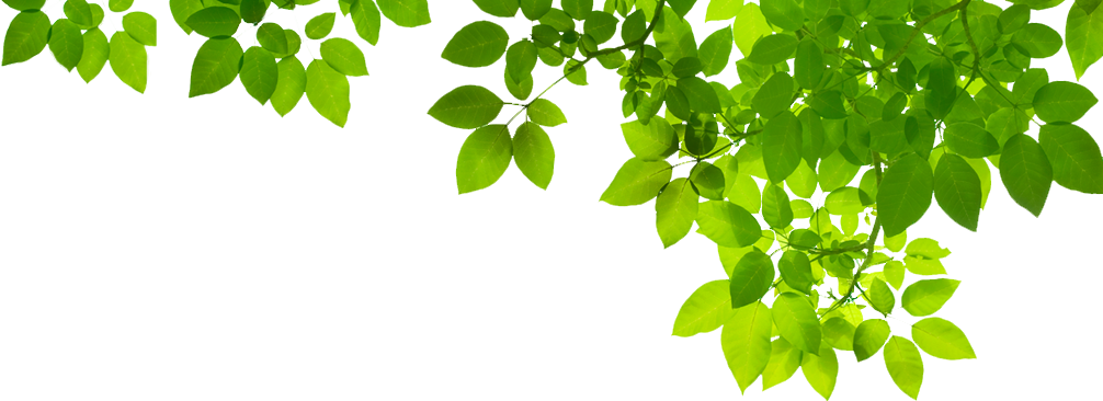Leaves Download Free PNG