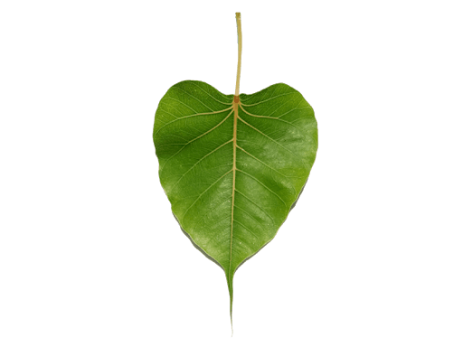 Leaves PNG Free File Download