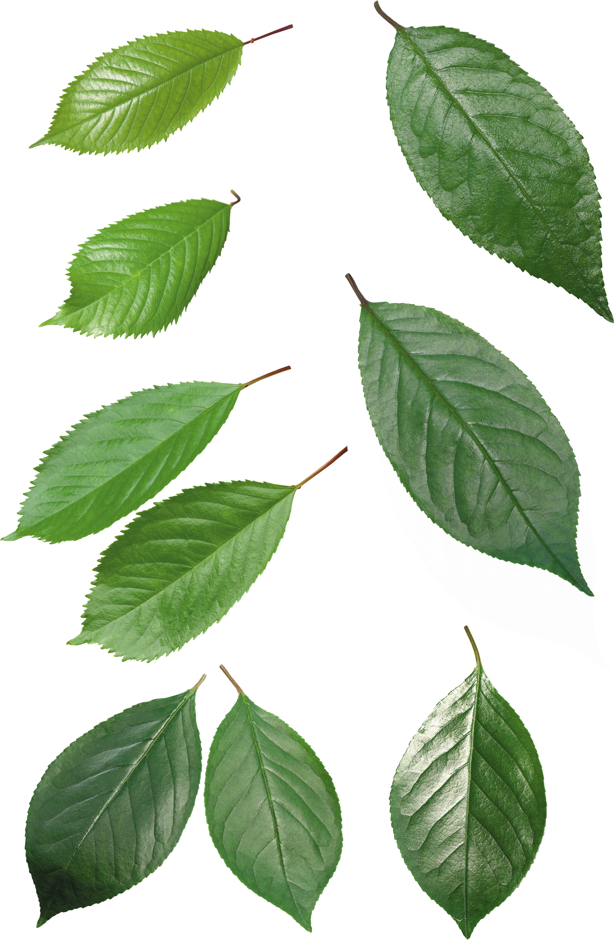Leaves PNG Photo Image
