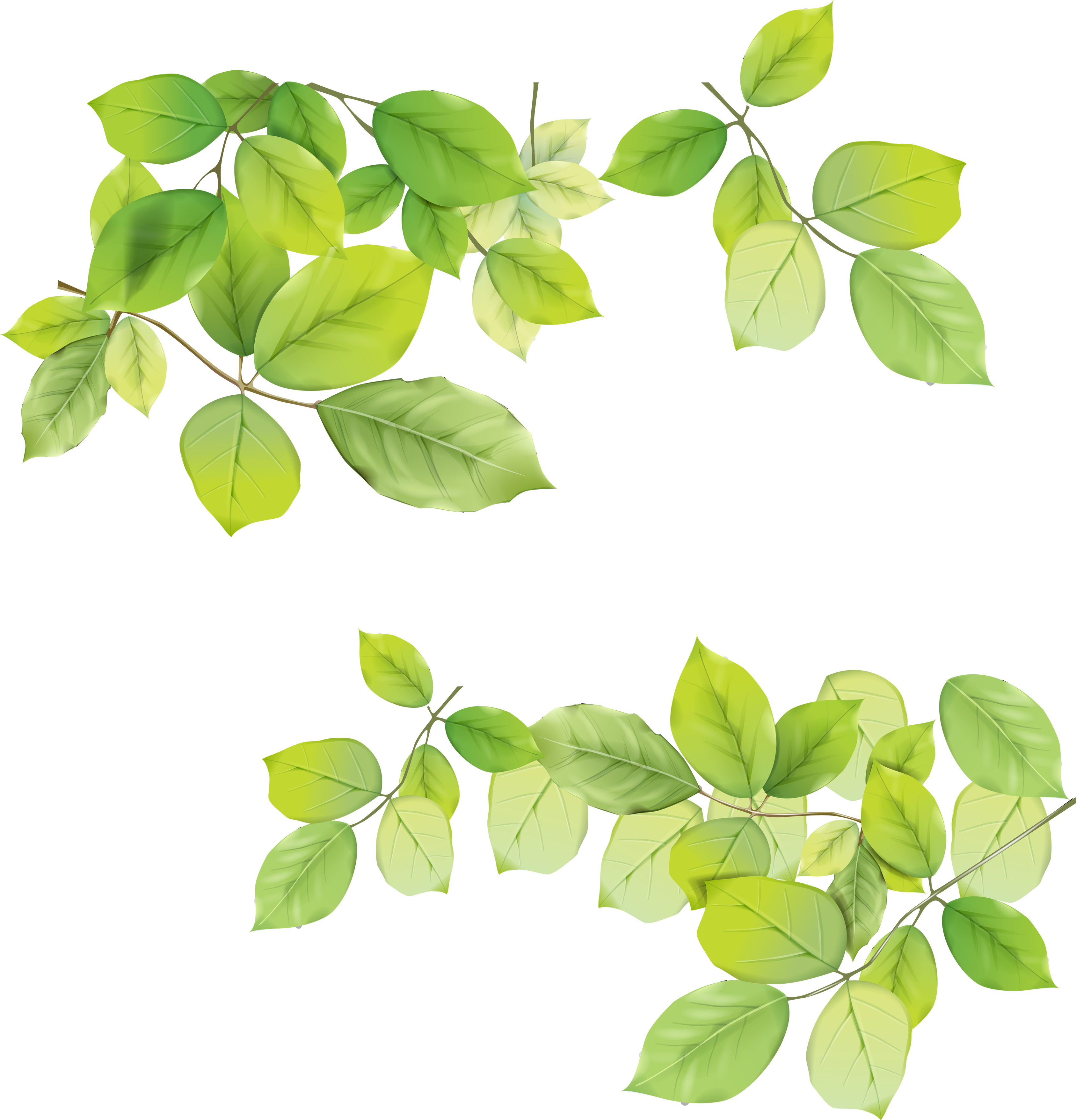 Leaves PNG Pic Background