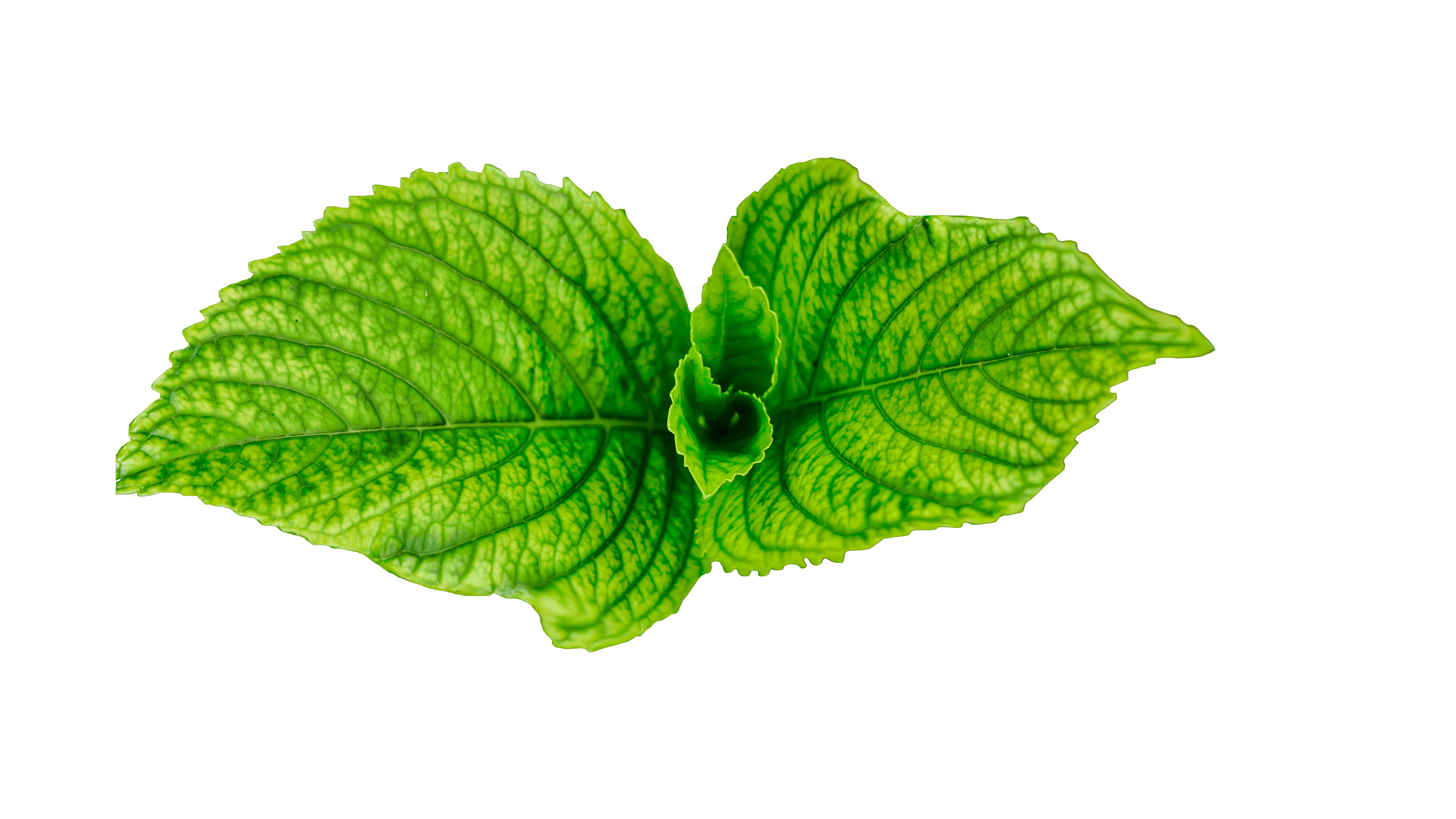 Leaves Transparent Free PNG