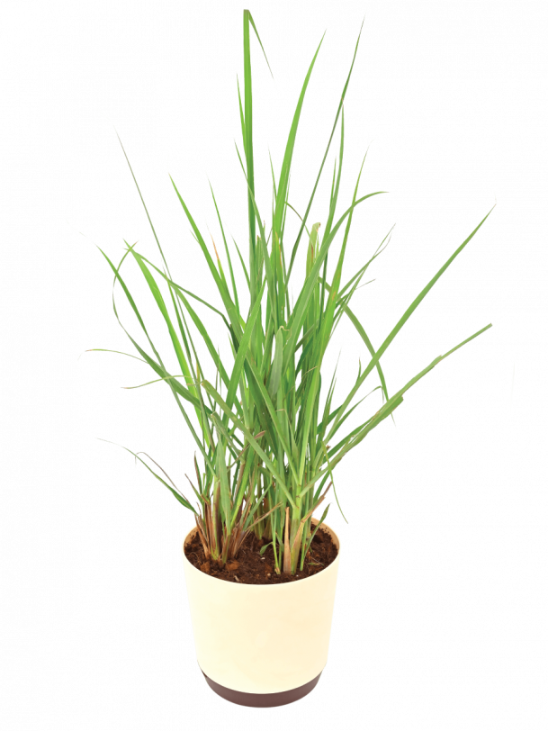 Lemongrass PNG Pic Background