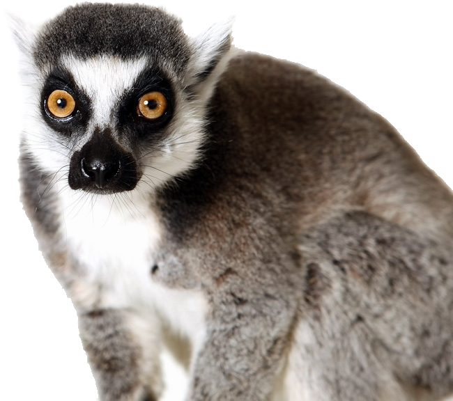 Lemurs PNG Clipart Background