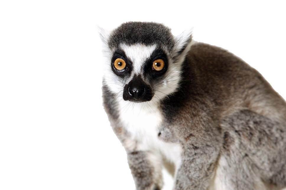 Lemurs PNG Free File Download
