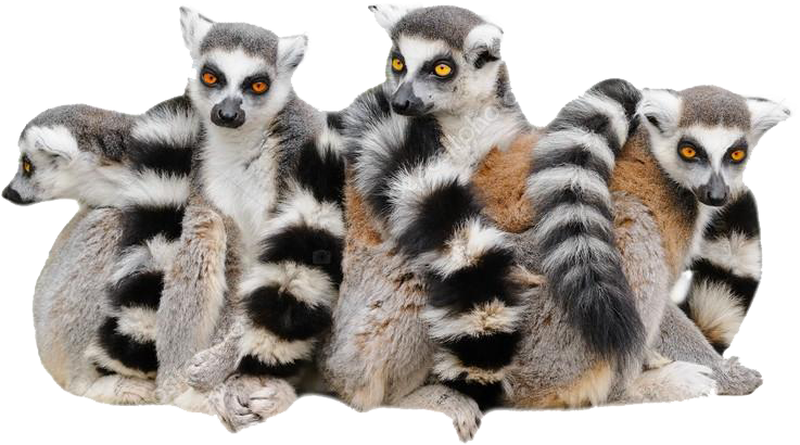 Lemurs Transparent Background