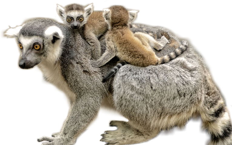 Lemurs Transparent File
