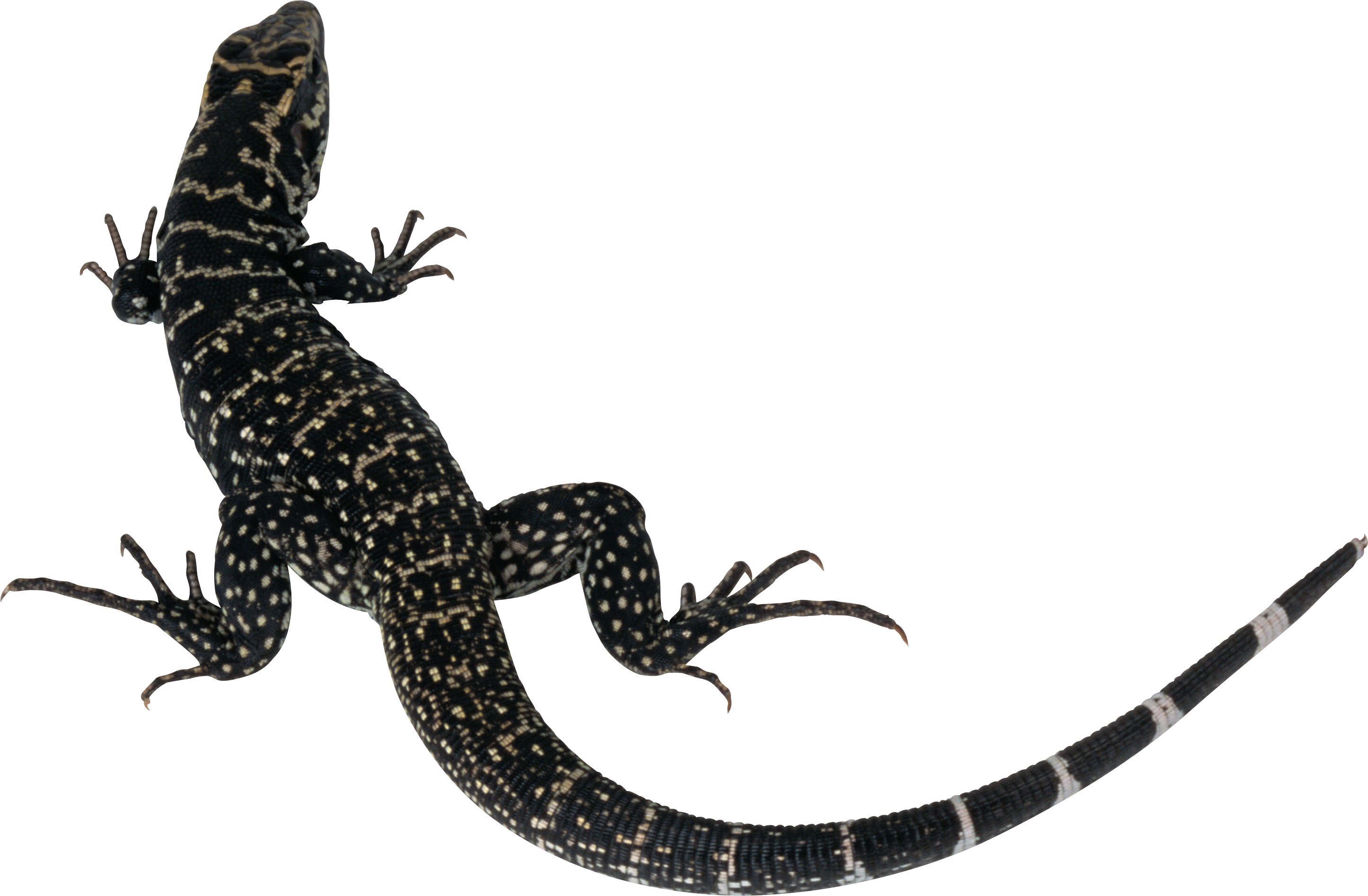 Leopard Lizards PNG Clipart Background
