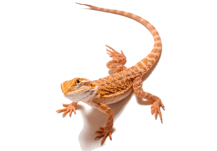 Leopard Lizards PNG Free File Download