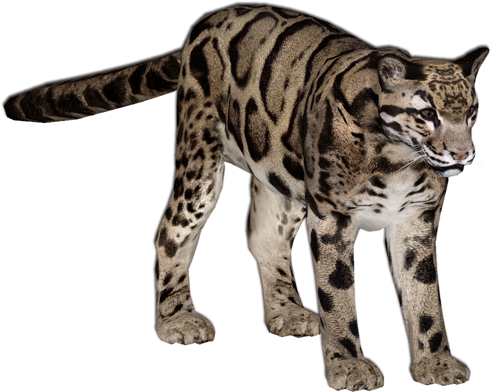 Leopards Transparent Free PNG