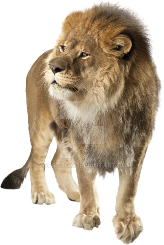 Lion Background PNG Image