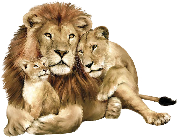 Lion Cub Background PNG Image