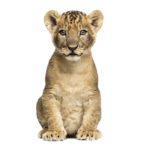 Lion Cub Background PNG