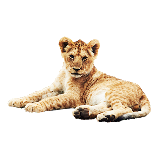 Lion Cub Download Free PNG