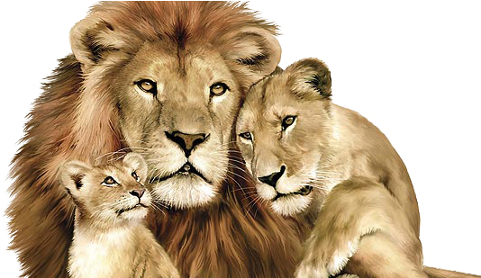 Lion Cub PNG HD Quality