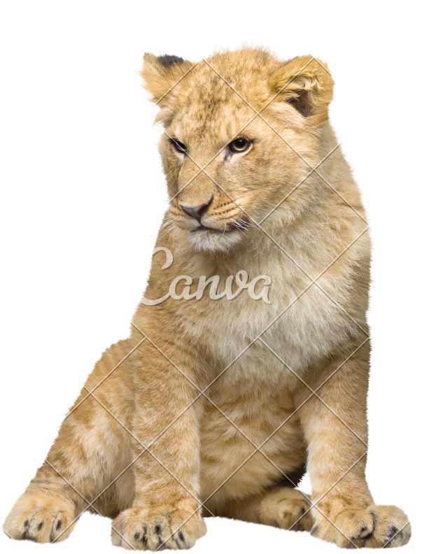 Lion Cub PNG Images HD
