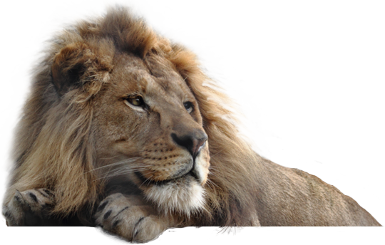Lion PNG Background