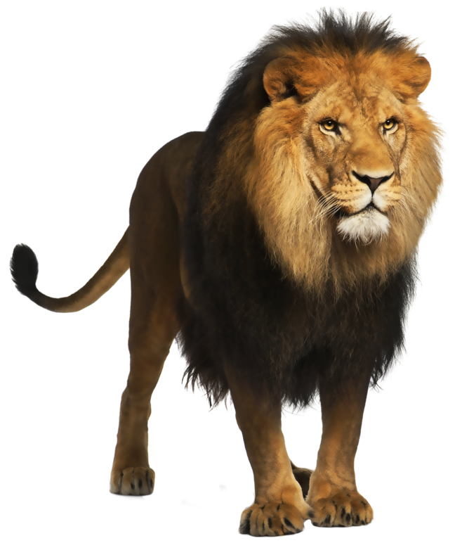 Lion PNG Free File Download