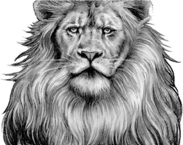 Lion Tattoo Transparent File