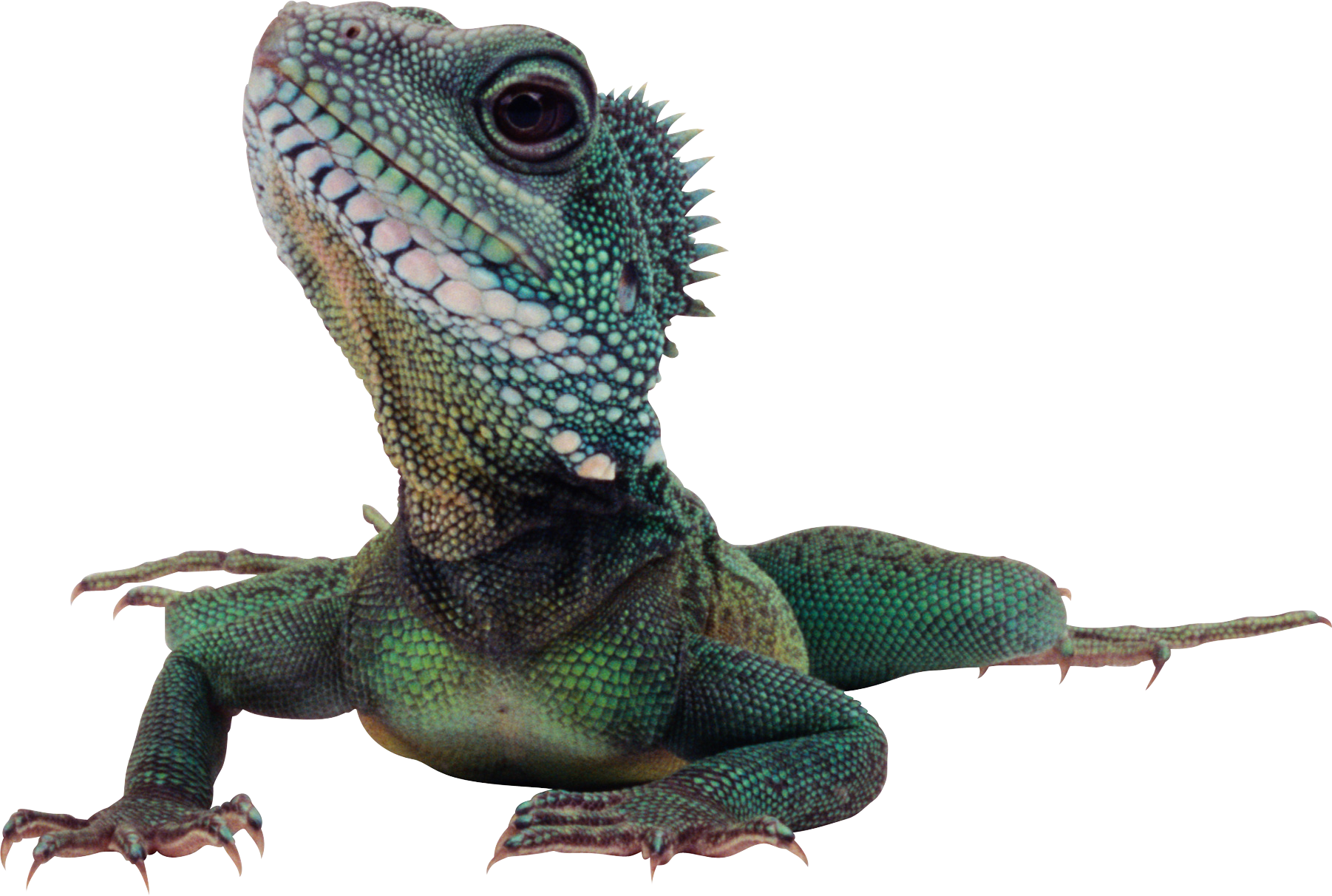Lizard PNG Background