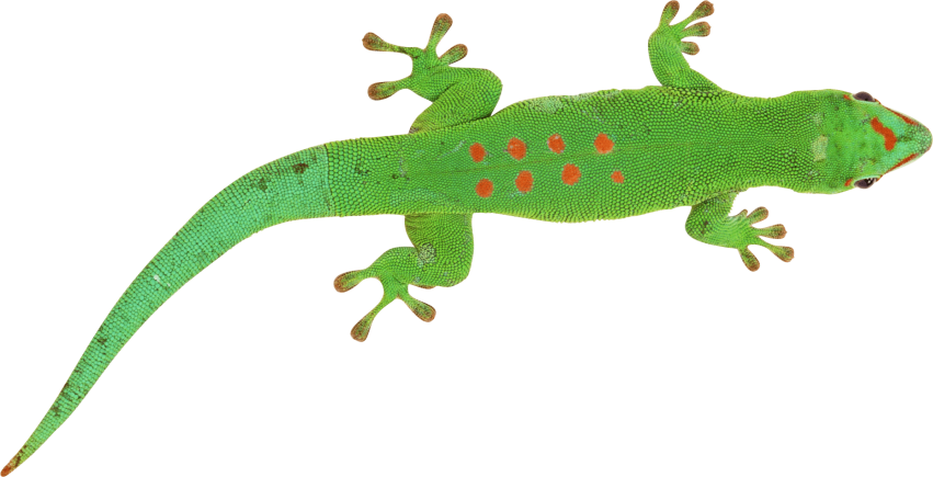 Lizard PNG Clipart Background