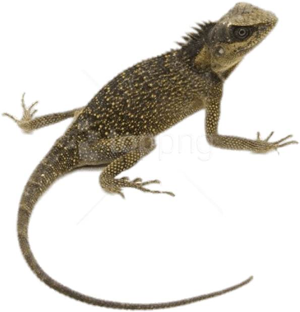Lizard PNG Pic Background