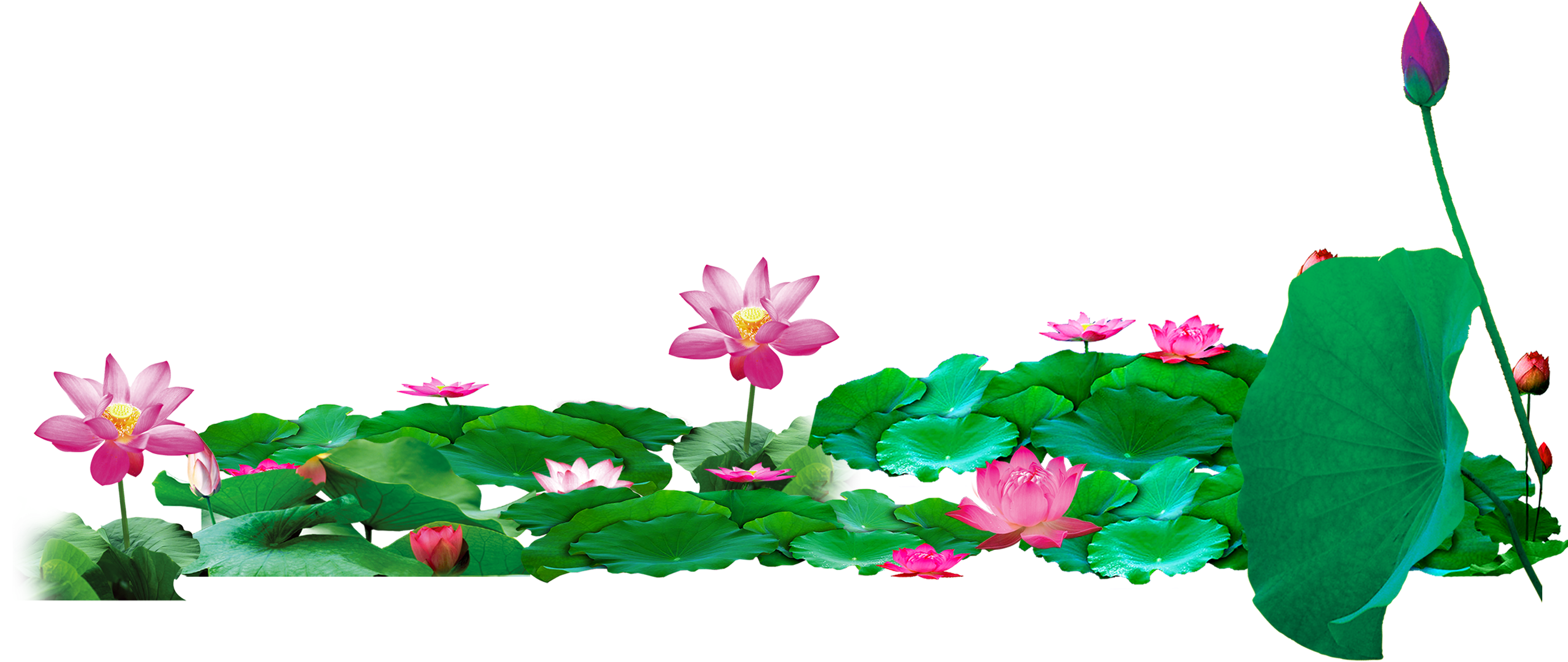 Lotus Background PNG Image | PNG Play