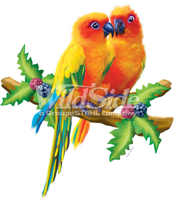 Lovebirds PNG Photo Image