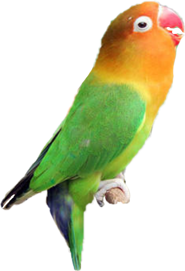 Lovebirds PNG Pic Background