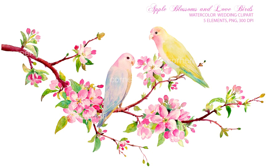 Lovebirds Transparent Background