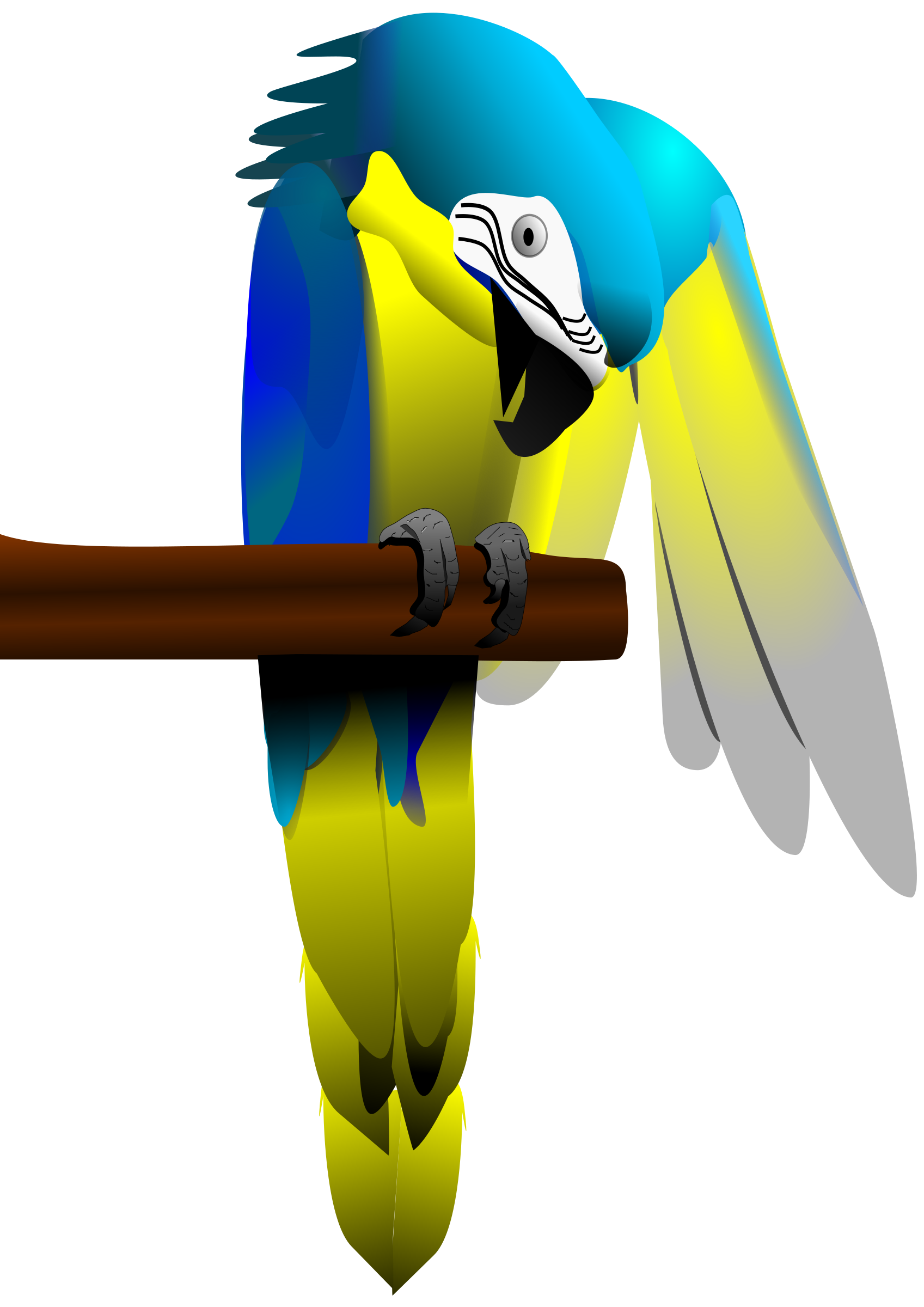 Macaw Background PNG