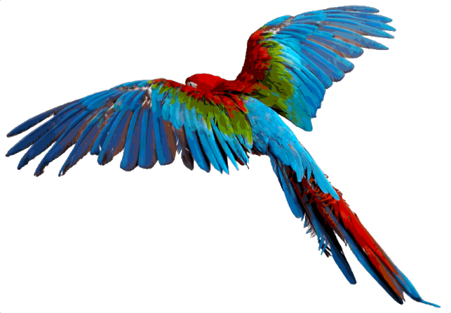 Macaw Free Picture PNG