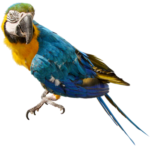 Macaw No Background